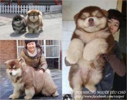 sodii:  thatone82fan:  phobetor:  xxunriot:  boxofbuttholes:  A CHOW CHOW SIBERIAN HUSKY MIX. HOLY SANTA CLAUS.   hahahah oh my god this is the silliest looking animal ever   Silly? IT’S ADORABLE.  I. NEED. ONE… NOWWW!!!!  omg omg so cute 