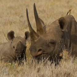 njwight:  Black rhino mom and calf. I hope