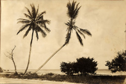 oldflorida:  My Florida, 1930’s. (via Florida Keys—Public Libraries)  