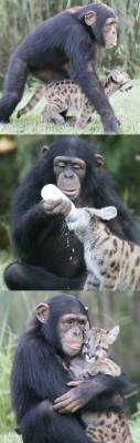 differentspeciescuddling:  A chimpanzee adopts an orphaned puma cub. 