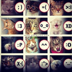 Meganzombie:  #Cats #Emoticons #Expressions #Kitty #Cute #Thebestthingever (Taken