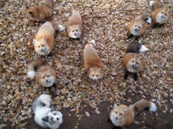 esbatm:  frost-ed23:  patientrecords:  titaniumbovine:  LOOK AT THE LITTLE GREY ONE YOU’RE THE ODD ONE OUT BUT IT’S OKAY YOU’RE GORGEOUS   It’s a shiny fox.  A silver fox. 