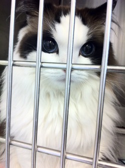godtricksterloki:  theyoungandjaded:  this cat is prettier than most humans..  Look at those eyes! I want her!