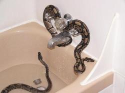plumbing snakes?