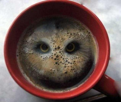spookydingoinnuendo:  h riddlemehiddleston:  blinkanditsover:  Artist creates bird’s piercing gaze after dropping two Hula Hoops into coffee  I LEGIT THOUGHT THERE WAS AN OWL IN THAT CUP  how the fuck do you drop hula hoops into coffee 