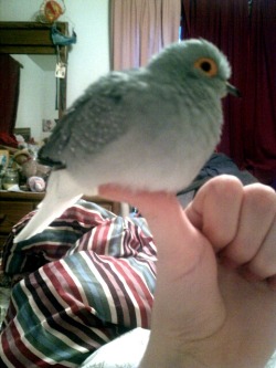 boypart:  thumbs up for bird 