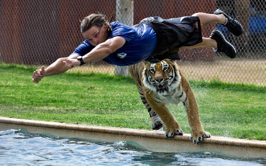 theanimalblog:  Zookeeper Jeff Harwell dives into a pool closely followed by 450lb