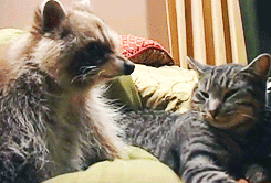 sleepingwith-suicide-horizons:  thisismebeezy:  This raccoon never left the side of a cat who was dying of a tumor. The cat was comforted for the final hours of her life by her long time friend.  did a raccoon just hug and comfortingly stroke a cat oh