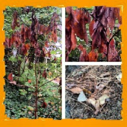 #day2 #autumleaves  (Taken with Instagram)