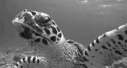 Black-And-White-Gifs:  A Hawksbill Turtle (Suzanne Bushnell) 