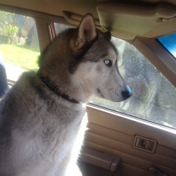 I love my boy! #husky #malamute #boston #cute #driving #dogsofinstagram (Taken with Instagram)