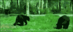 4gifs:  Bear go home you are drunk 