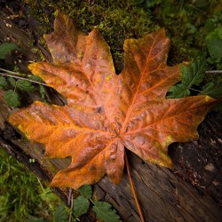 natureconservancy:  “Autumn is a second