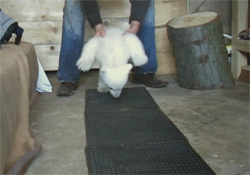  Baby polar bear being taken care of as it is taught how to walk.