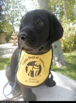 aplacetolovedogs:  imgur Guide Dogs of America, puppy in training  So far, the only Labradors I really like, are the black ones. Maybe &lsquo;cause my girlfriend&rsquo;s mom has 1 and I saw from being a puppy.