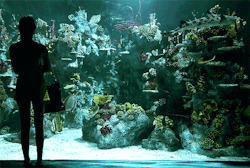 racoonpenisbones:  yxxck:  areumdw:  aquariums are one of my favorite places to be  this made me really calm for no reason at all  There is a reason. Science has shown aquariums actually have a calming effect on humans and can even lower blood pressure.