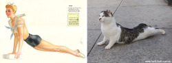 Cats that look like pinup girls.