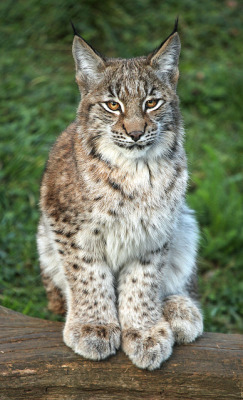 orctober:  funnywildlife:   Lynx kitten by
