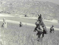 En 1958, pendant la guerre d’Algérie, un légionnaire de la « 13″ trouve un âne crevant de faim. Le légionnaire le ramène à la base et la bête devient la mascotte de l’unité sous le nom de « Bambi ». Cette photo paraît dans le « Daily