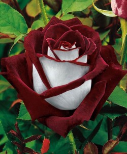 theweepingangelbehindyou:  Osiria Rose has a lovely two color combination of blood-red petals on the inside and silvery white on the outside 