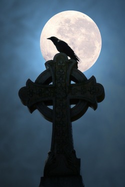 themagicfarawayttree:  Moonlight Crow (by Anne Marie McCaffrey)  Watcher in the night