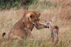 devidsketchbook:  LIONESS BETRIENDS BABY IMPALA Photographer Adri De Visser captured photos of the amazing sight when a lioness befriended a baby Uganda Kob after killing its mother. In the photo series, the lioness seemingly adopts the baby antelope,