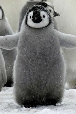foreverdreaming-xx:  hydr4ulic:  I LOVE PENGUINS