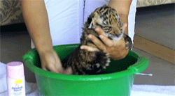 bondandsoul:  kevoutin:  A baby tiger being taken care of and washed up.  LOKKIT THE WITTLE BBY YOU ADORBLE PRECIOUS ANGEL 