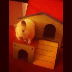 You got something to say to me ? 🐹🏡 #hamster #hamsterlife #ourhome #whitegirls  (Taken with Instagram)