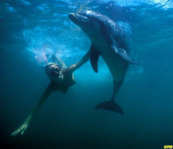 awesomenudist:  Swimming with dolphins would