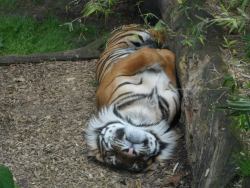 coastalpalms:  sleeping tiger from Auckland Zoo :) 