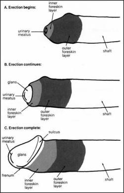 uncutting:Erectile process in the uncircumcised penis