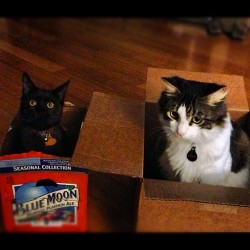 getoutoftherecat:  get out of there black cat. you are not seasonal beer. and other cat. you are not a package. neither of you have any business being in those boxes and i think your unwillingness to makes eye contact proves that you know i’m right.