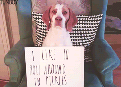 Porn Pics  The Ultimate Dog Shaming [x] 