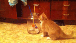 clype:  holmmes:  Liquid is the classical state of matter with a definite volume but no fixed shape. cats are liquid  How the fuck do cats work. 