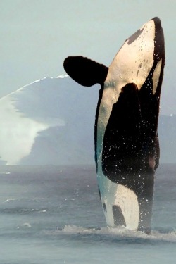 rejoiceful:  Orca, Killer Whale 