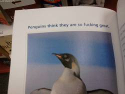 girlsgotafacelikemurder:  I fucking love penguins! 
