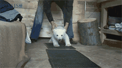 applejuiceforstrider:  eternal-bloom:  THERE IS A POLAR BEAR QUICKLY AMBLING TOWARDS ME OH MY HEART  &ldquo;Hup hup hup hup&rdquo; 