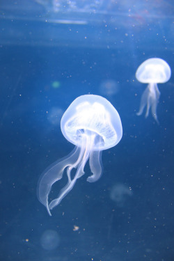 brain power and the medusa