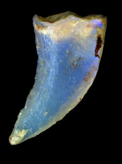 Geneticist:  Opalized Dinosaur Tooth Fossils Are Normally Formed When Minerals Fill