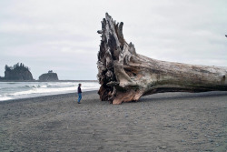 royalprat:  wryer:   Giant driftwood on the beach at La Push, Washington (2010)   this made me feel really uneasy, the ocean is terrifying.   its like when cats bring home a dead bird and drop it at your feet except the ocean is like I HAVE BROUGHT YOU