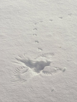 hateable:  heysimba:  I think a bird fell in the snow and then walked away. I think.  ^ 