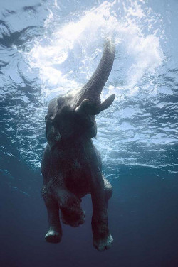 worl-d:  Swimming elephants (by oblaise) 