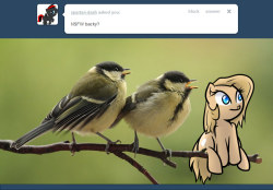 ask-backy:  Backy and pair of great tits.  I am far more amused by this than I should be.