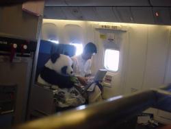 jijie-jurassic:     This is a real panda! China has this “panda diplomacy” and this one will be sent to Japan as an friendship envoy. For the safety reason he sits as a passenger with his feeder, not in a cage. Fastening the seat belt, wearing a