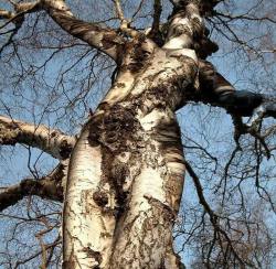 squillliam:  earthmoonlotus:  clubfukc:  dizzy-lizard:  this lady danced for all eternity  literally, mother nature.  I don’t care if I’ve already reblogged this.  Someone spotted Mother Nature and she was like “oh fuck” *turns into tree* 