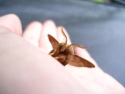 callipygian-ideal:  there is something wrong with you if you don’t think moths are the cutest things ever 