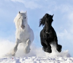White Shire and Black Friesian stallions &hellip; awesome