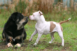 tailsandpaws:  Left: Tibetan Mastiff, Right: American Staffordshire Terrier