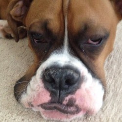 Ares giving me the GAS face!#boxerdog #boxerbaby #boxerdogs #boxersrule